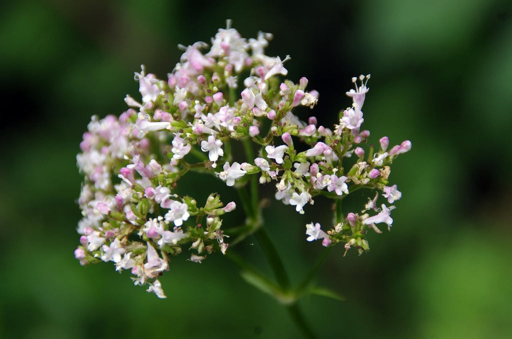Propiedades de la valeriana para el estrés